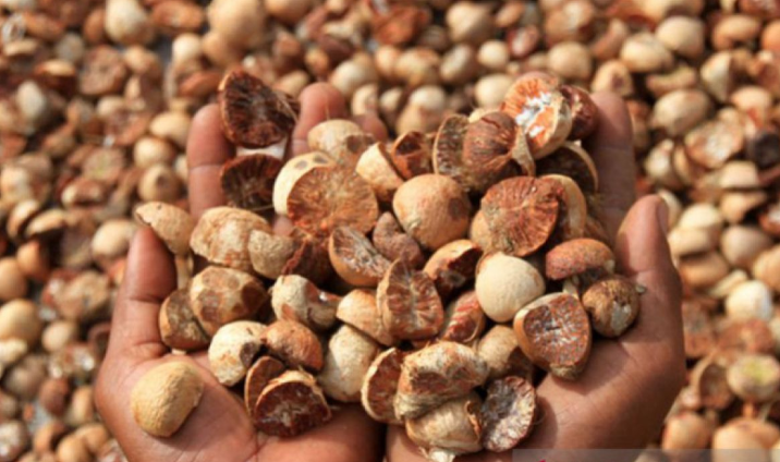 Betel nut 2