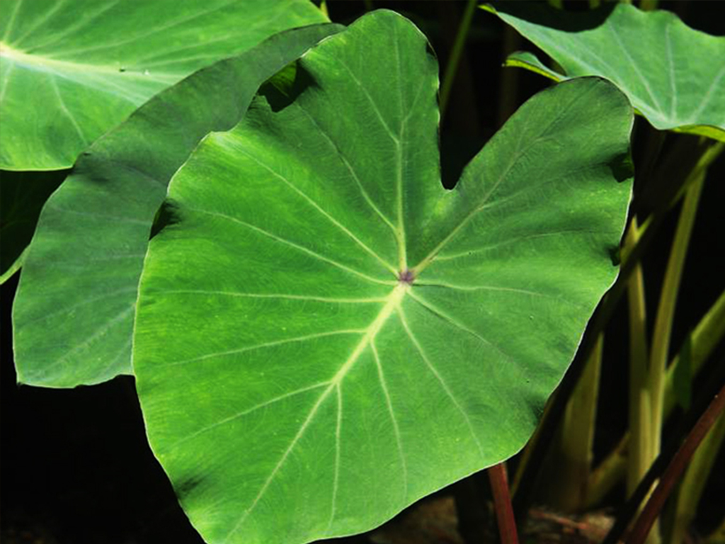 Taroleaf_2
