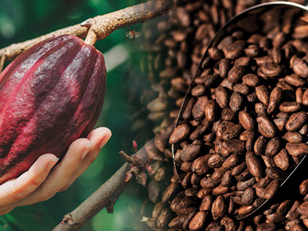 cocoa_2