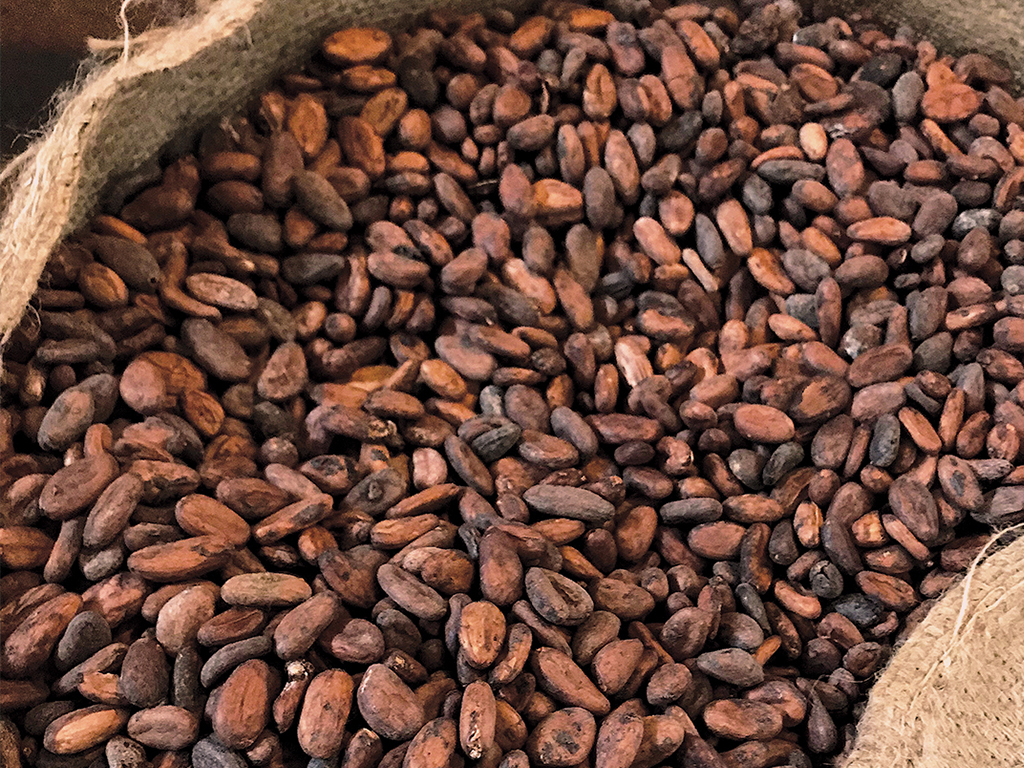 cocoa_3