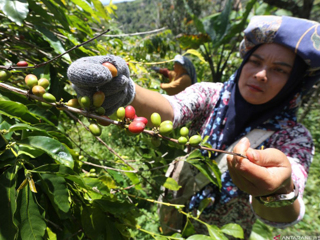 kopi_gayo_3