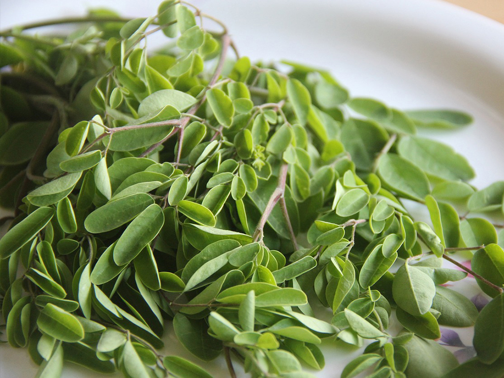 moringa_plant_2