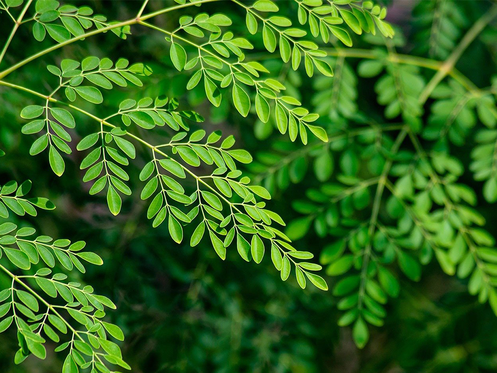moringa_plant_3