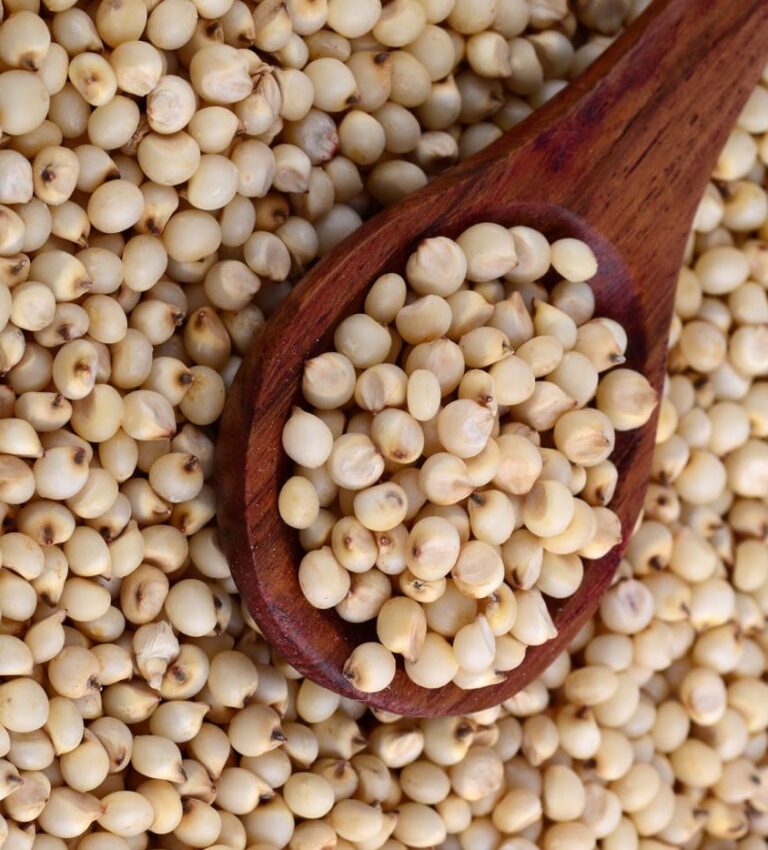 sorghum